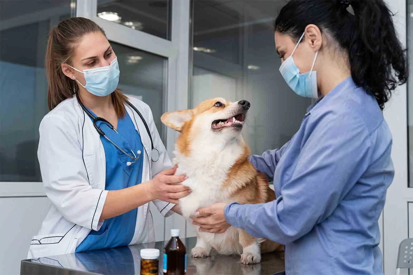 best online vet consultation india