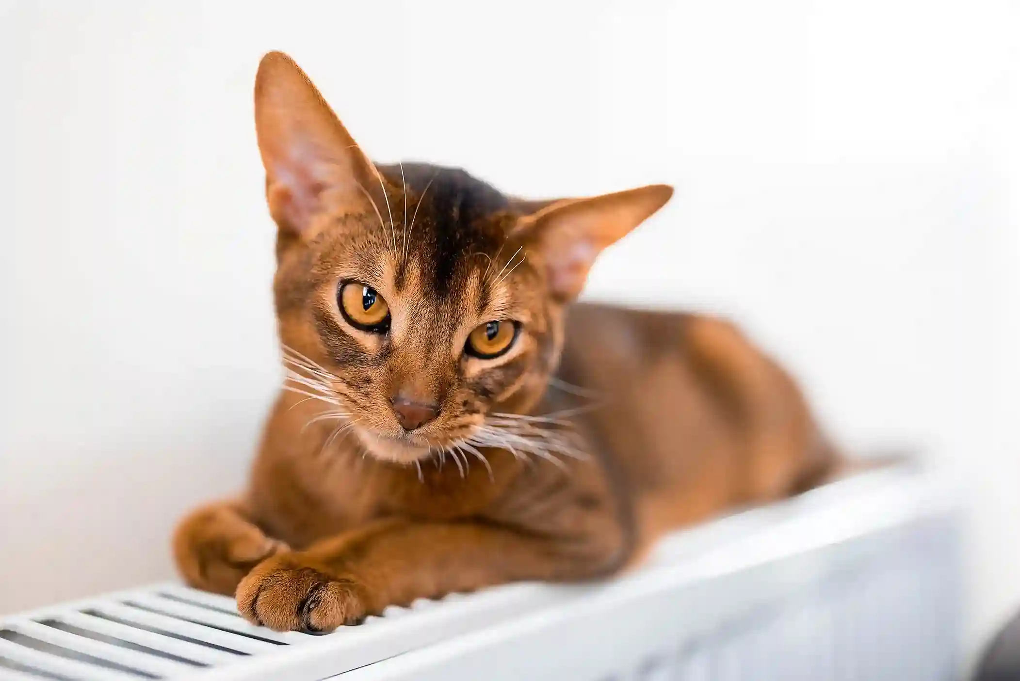 best online vet consultation india