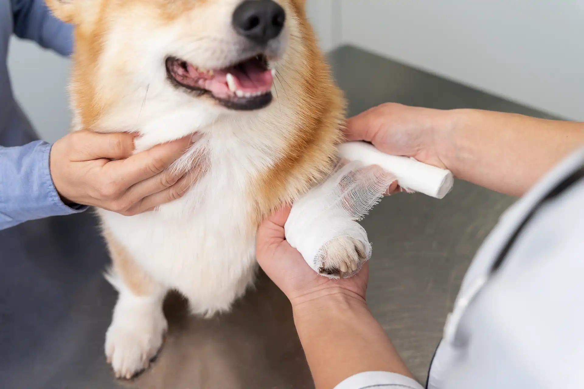 best online vet consultation india