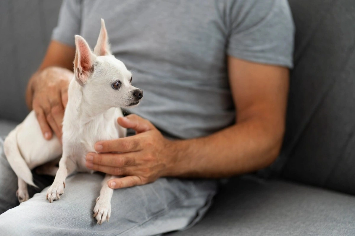 best online vet consultation india
