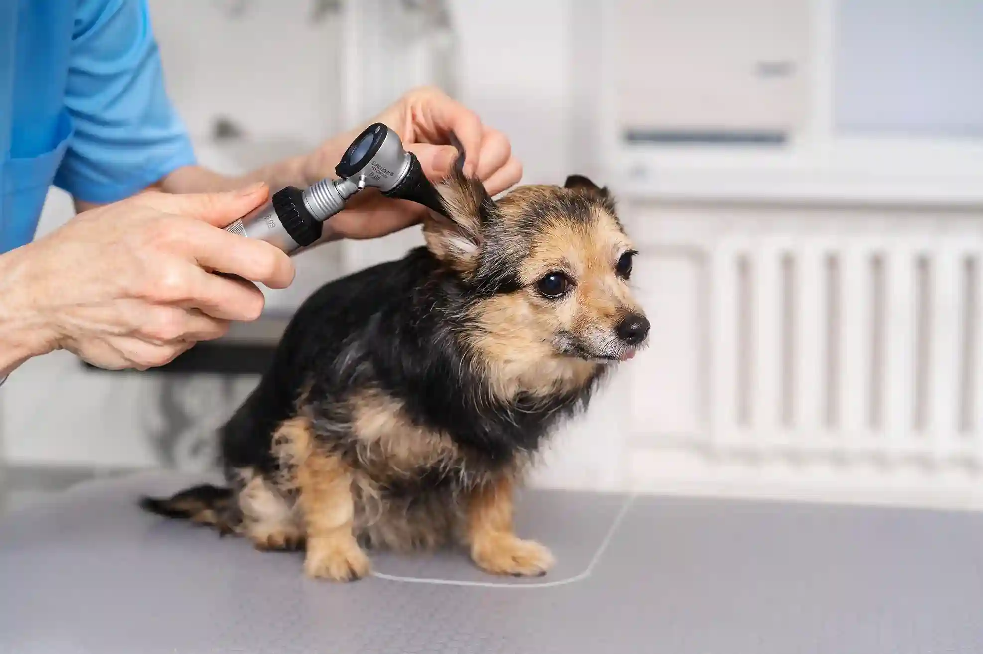 best online vet consultation india