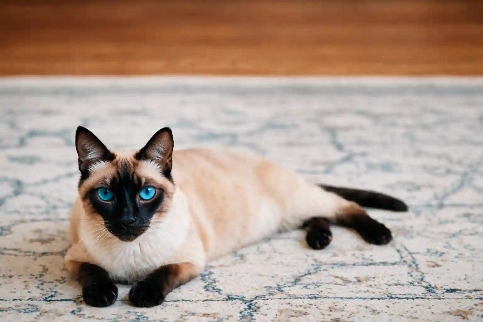 best online vet consultation india