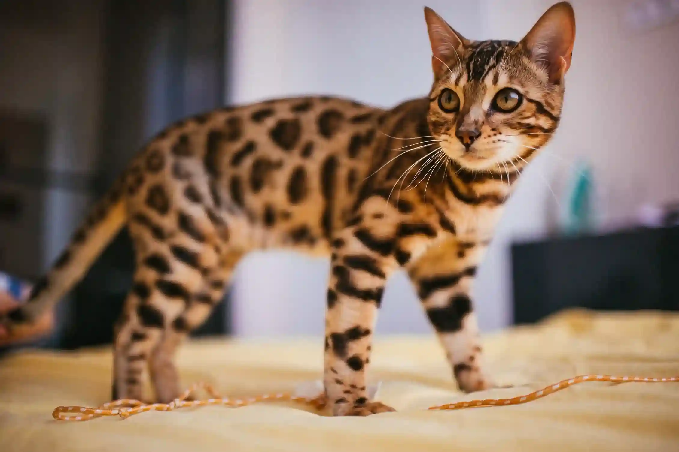 best online vet consultation india