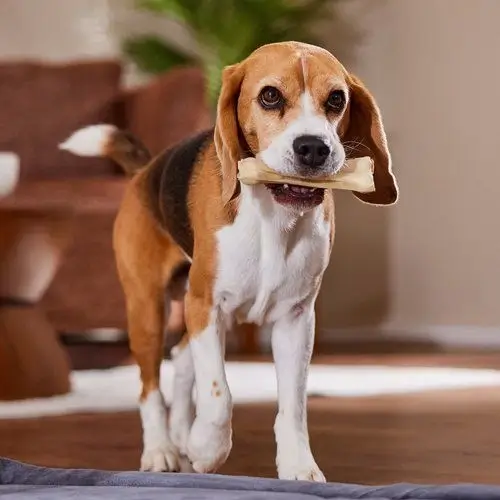 best online vet consultation india