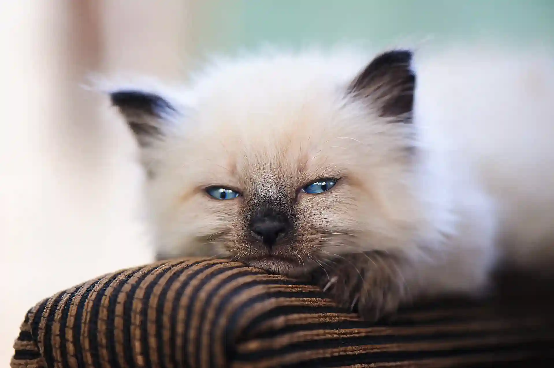 best online vet consultation india