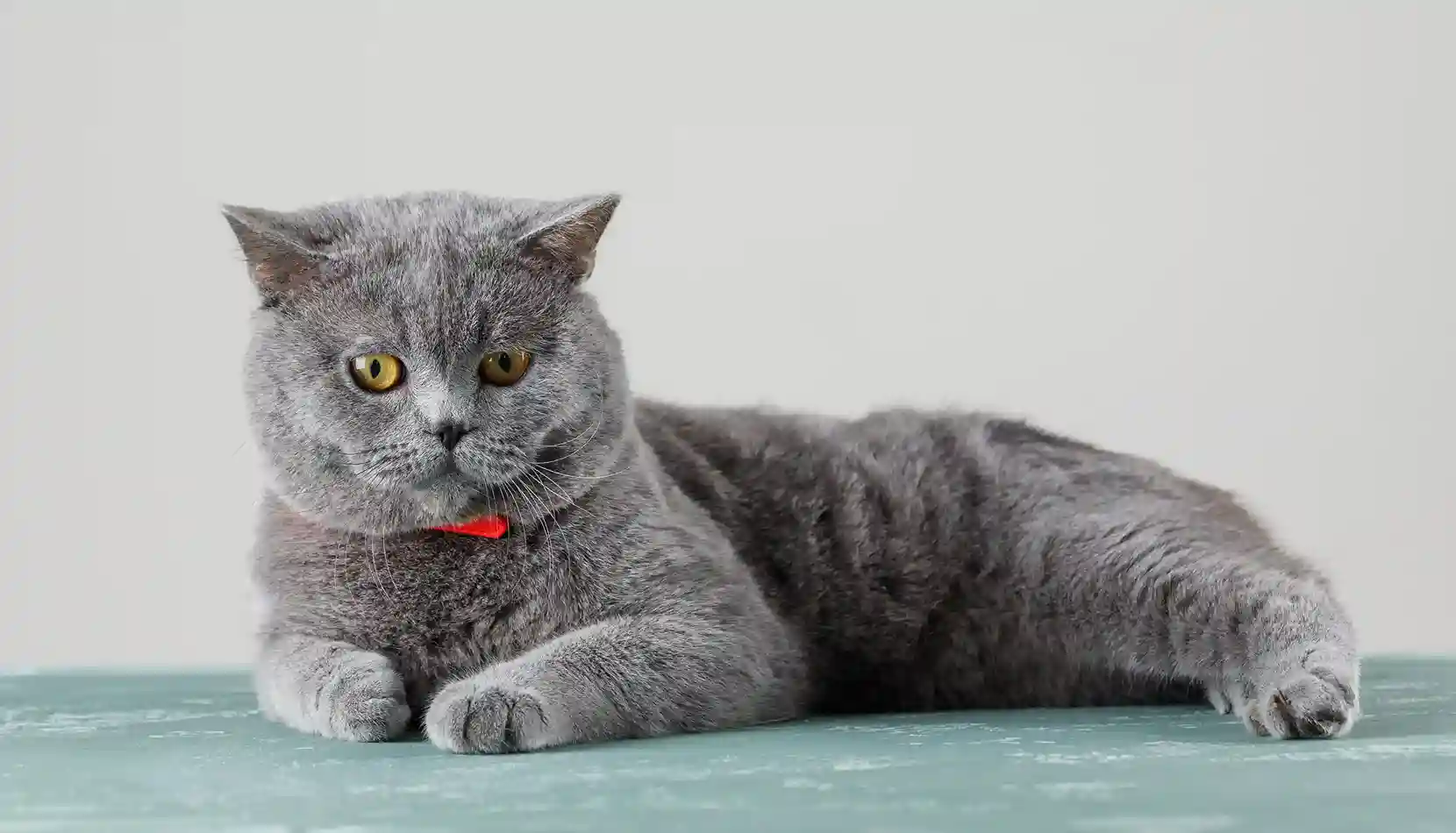 best online vet consultation india