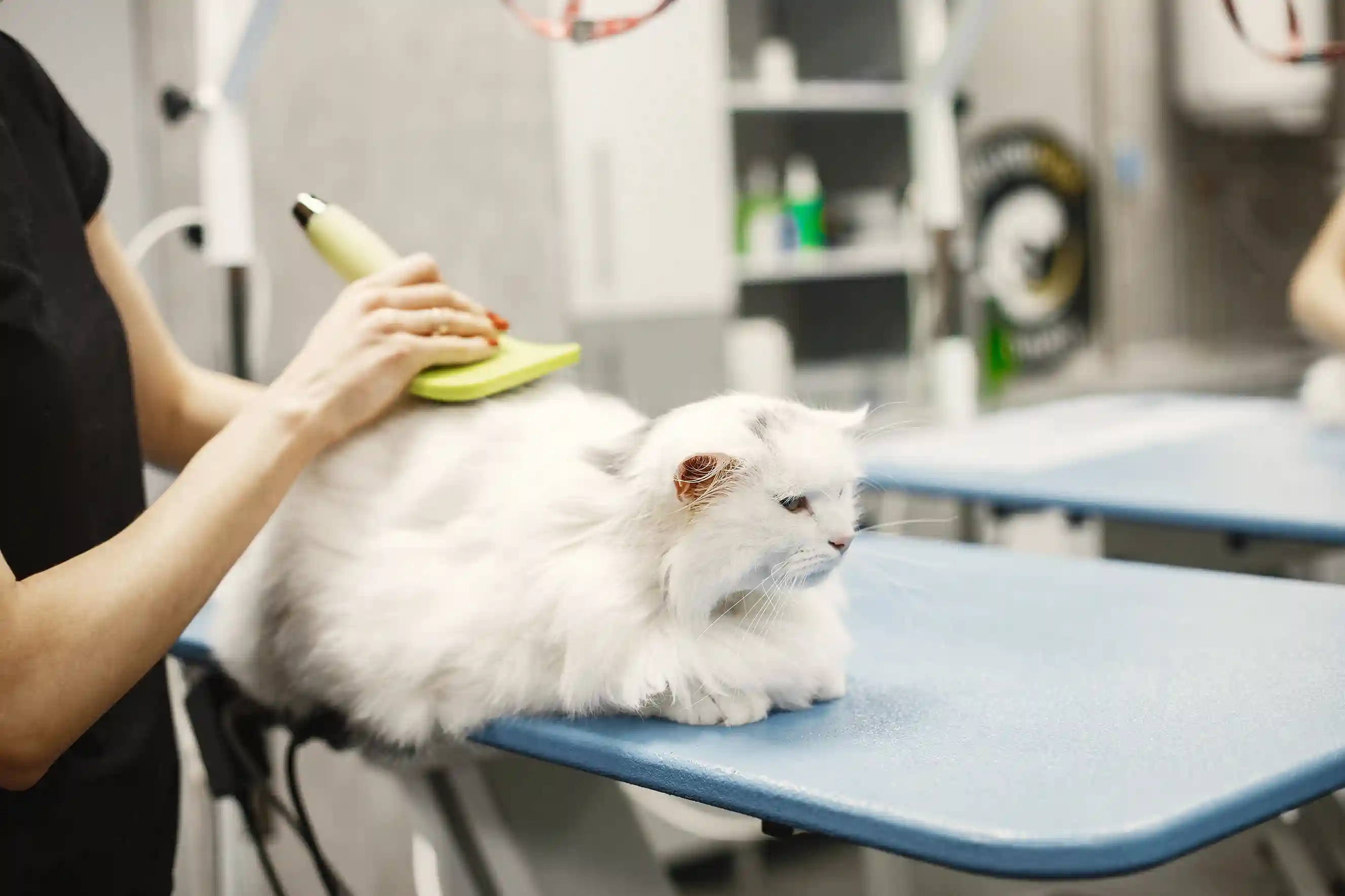 best online vet consultation india
