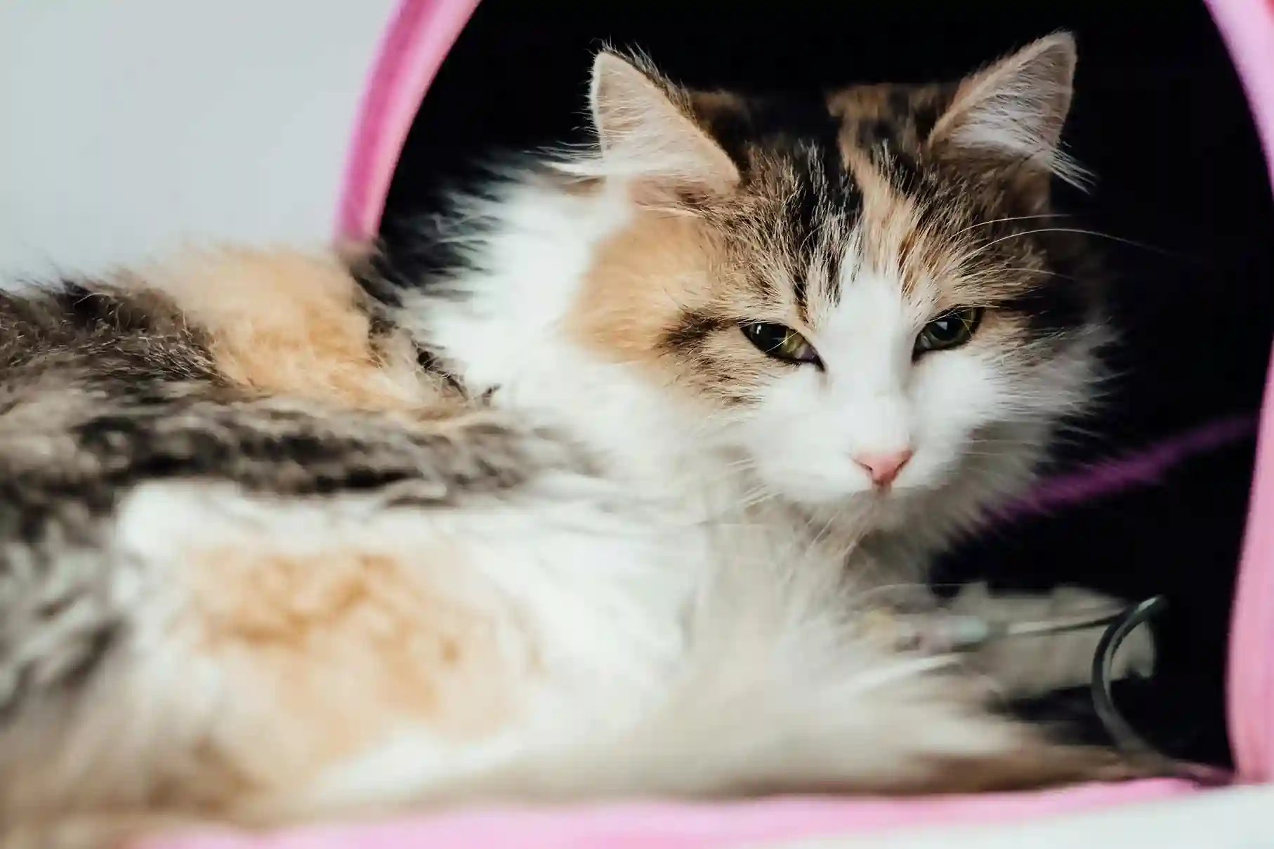 best online vet consultation india