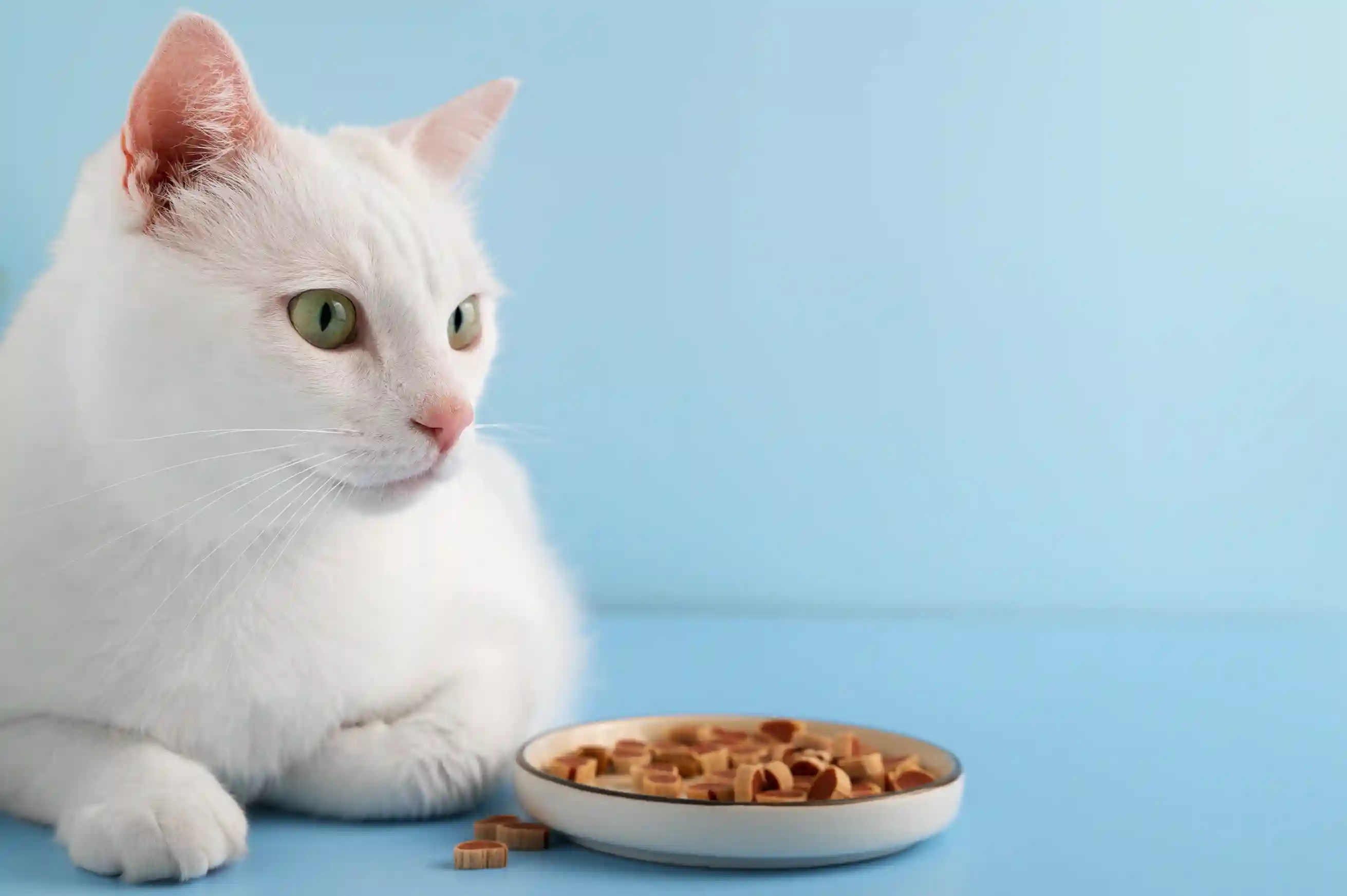 best online vet consultation india