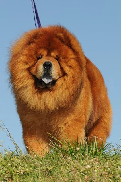 best online vet consultation india