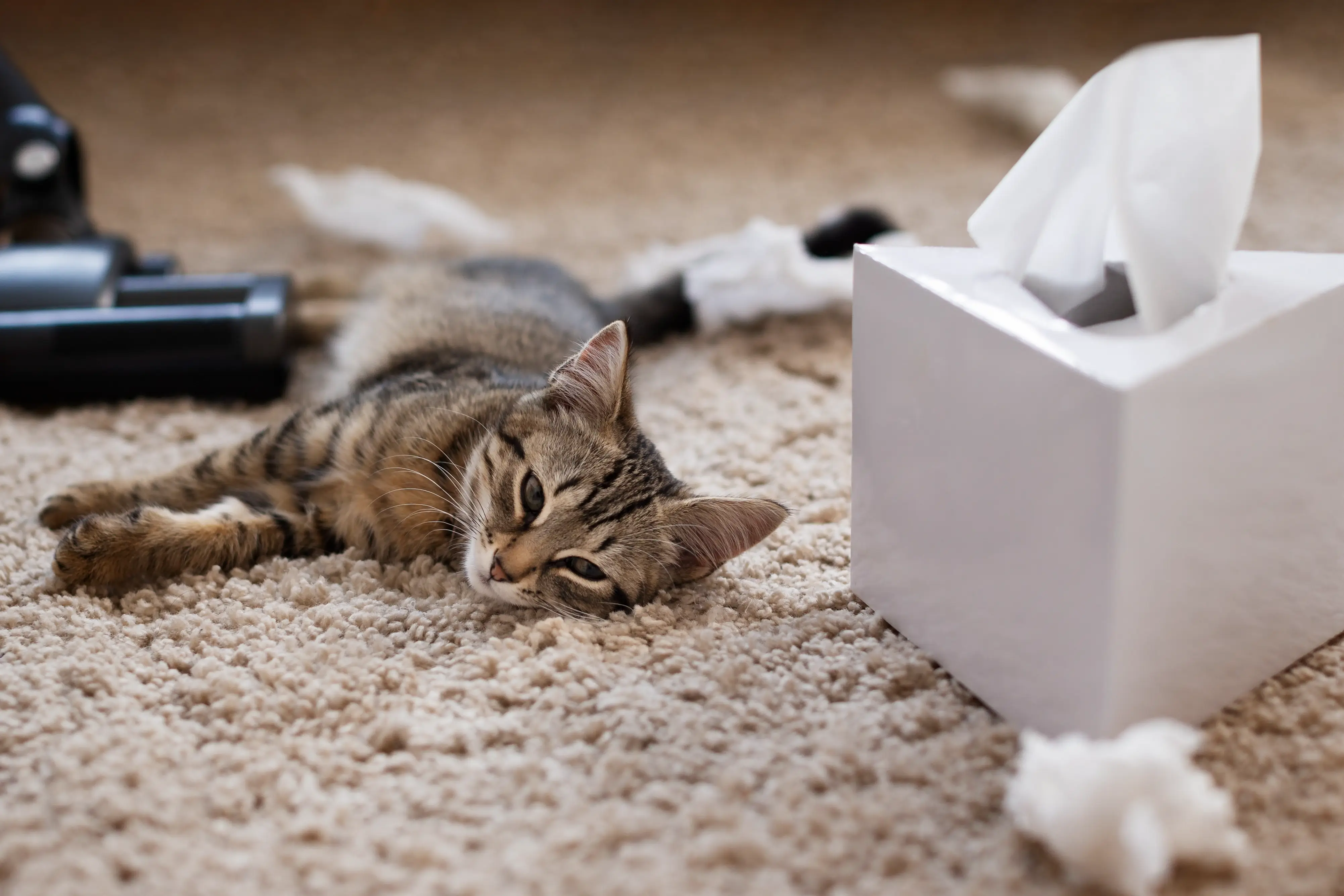 best online vet consultation india