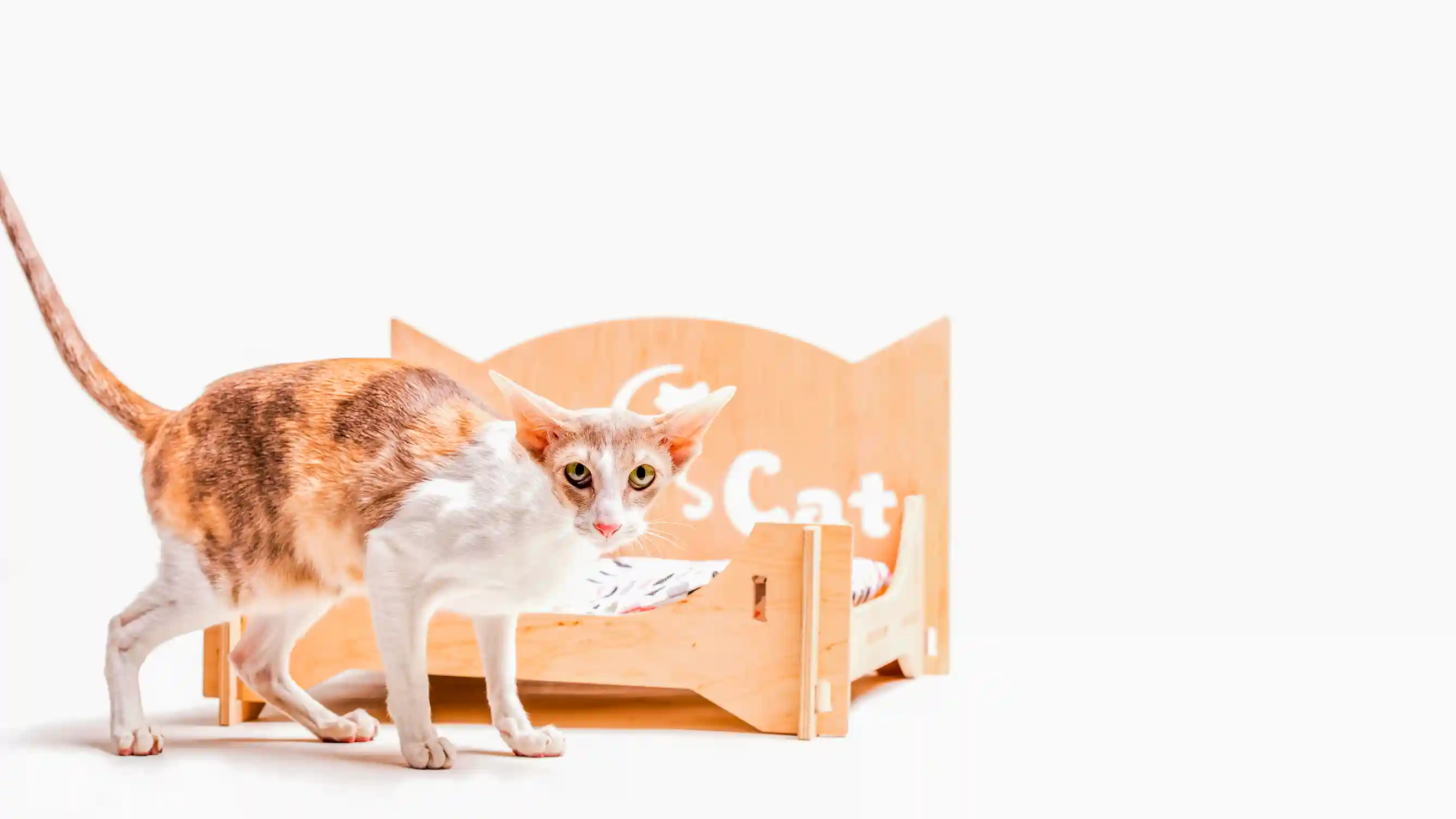 best online vet consultation india