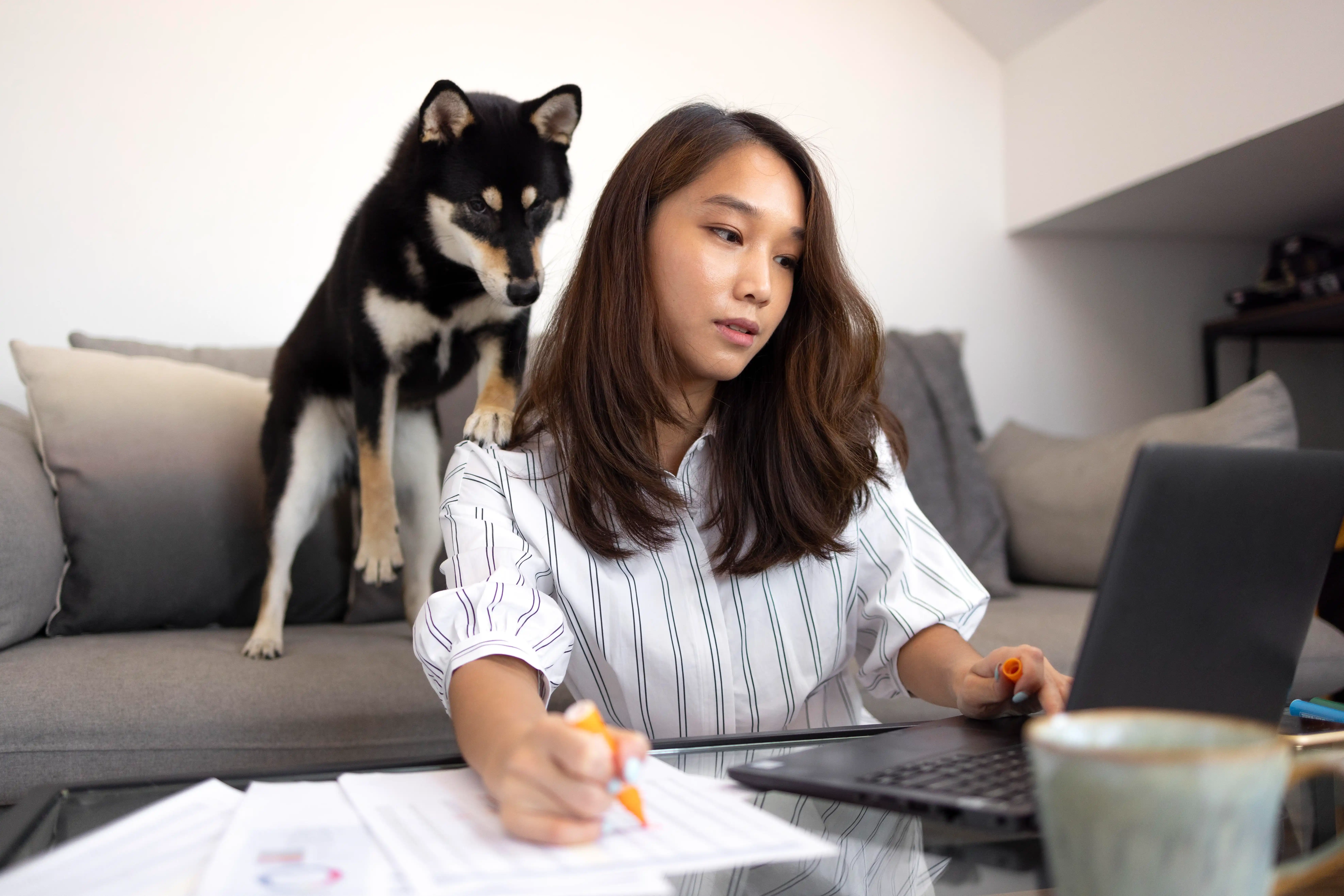 best online vet consultation india