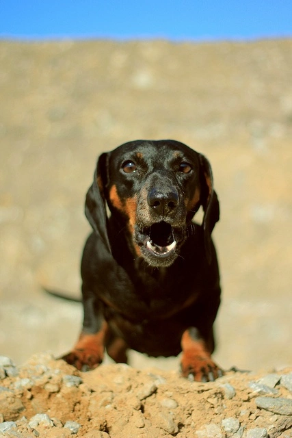 best online vet consultation india