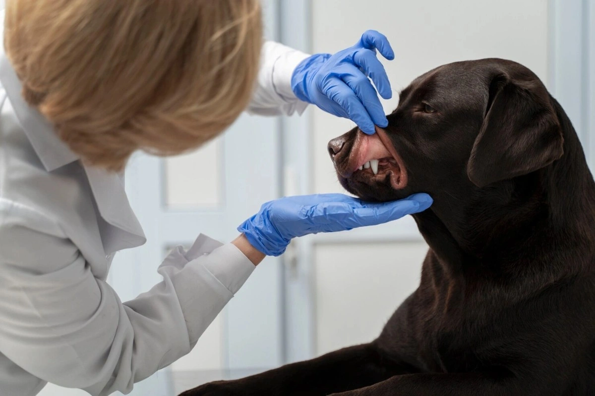 best online vet consultation india