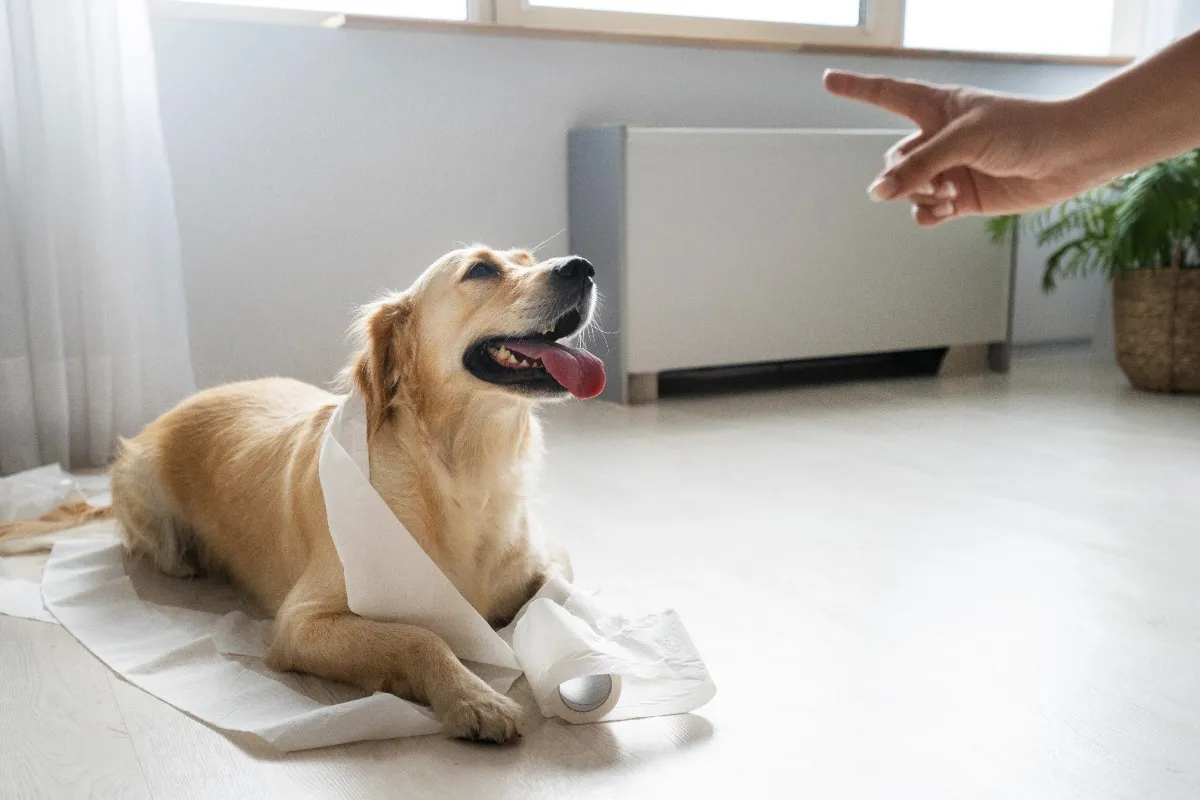 best online vet consultation india