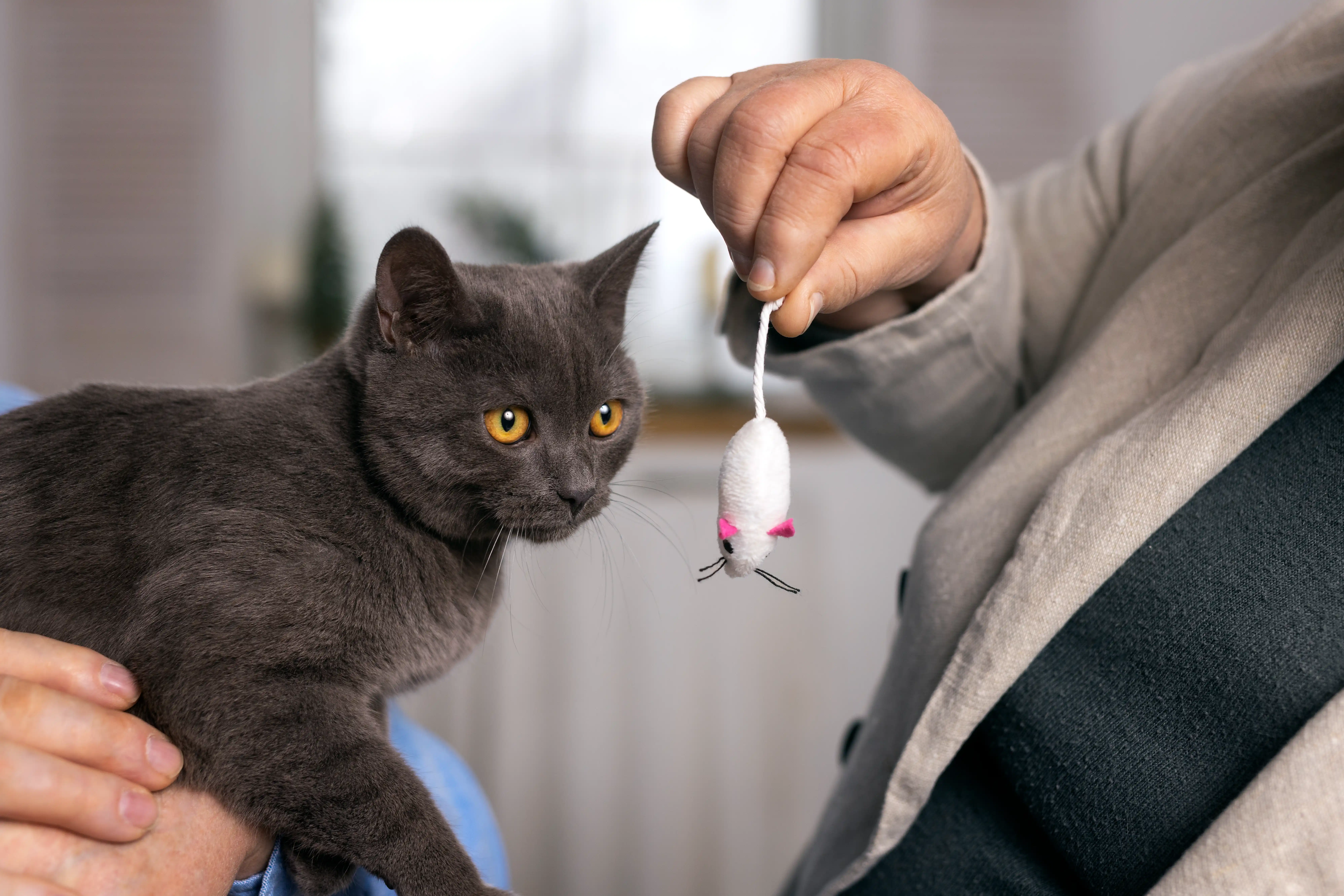 best online vet consultation india