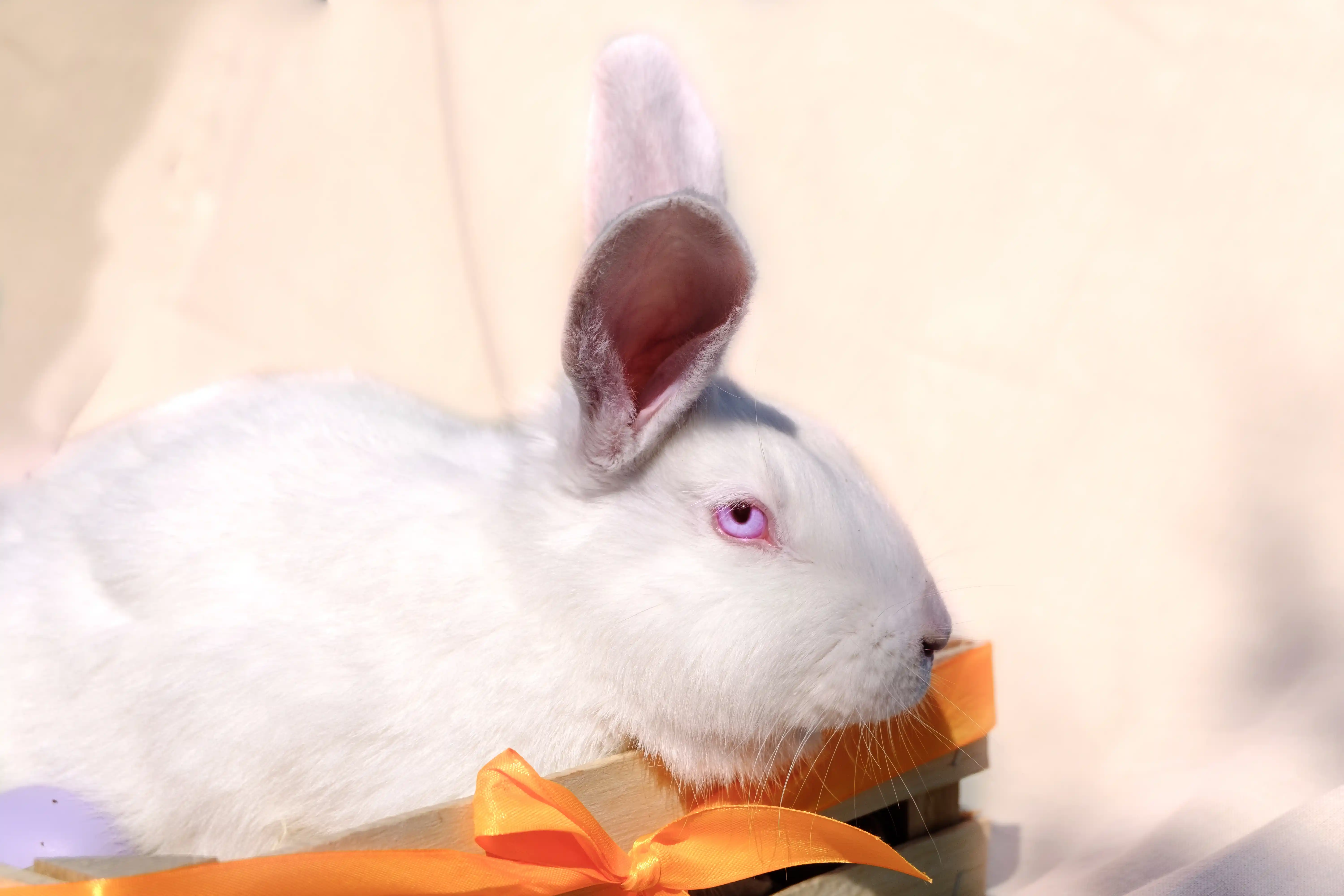 best online vet consultation india