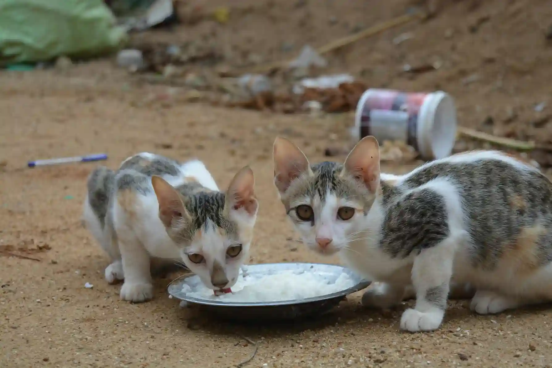 best online vet consultation india