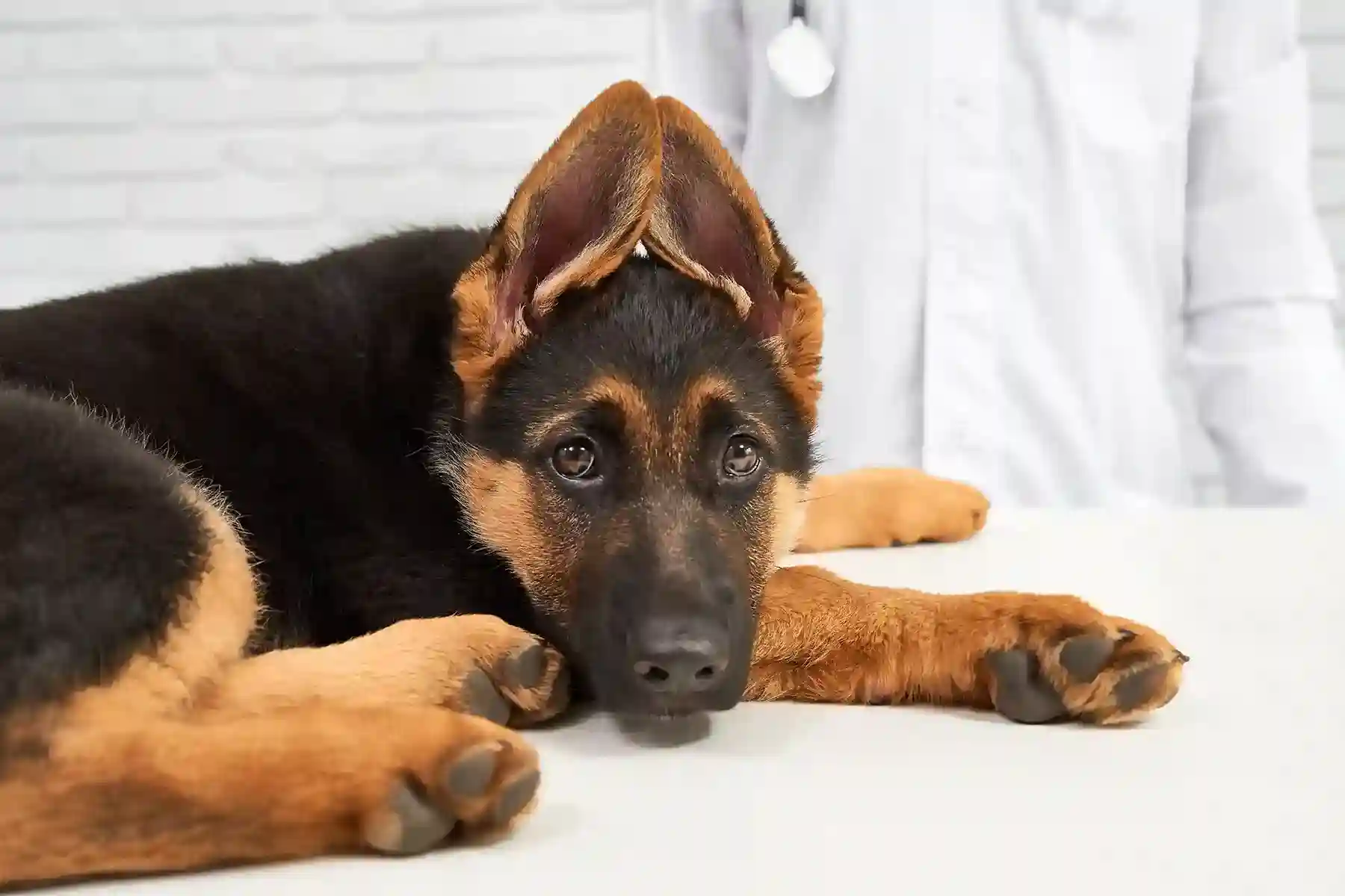 best online vet consultation india