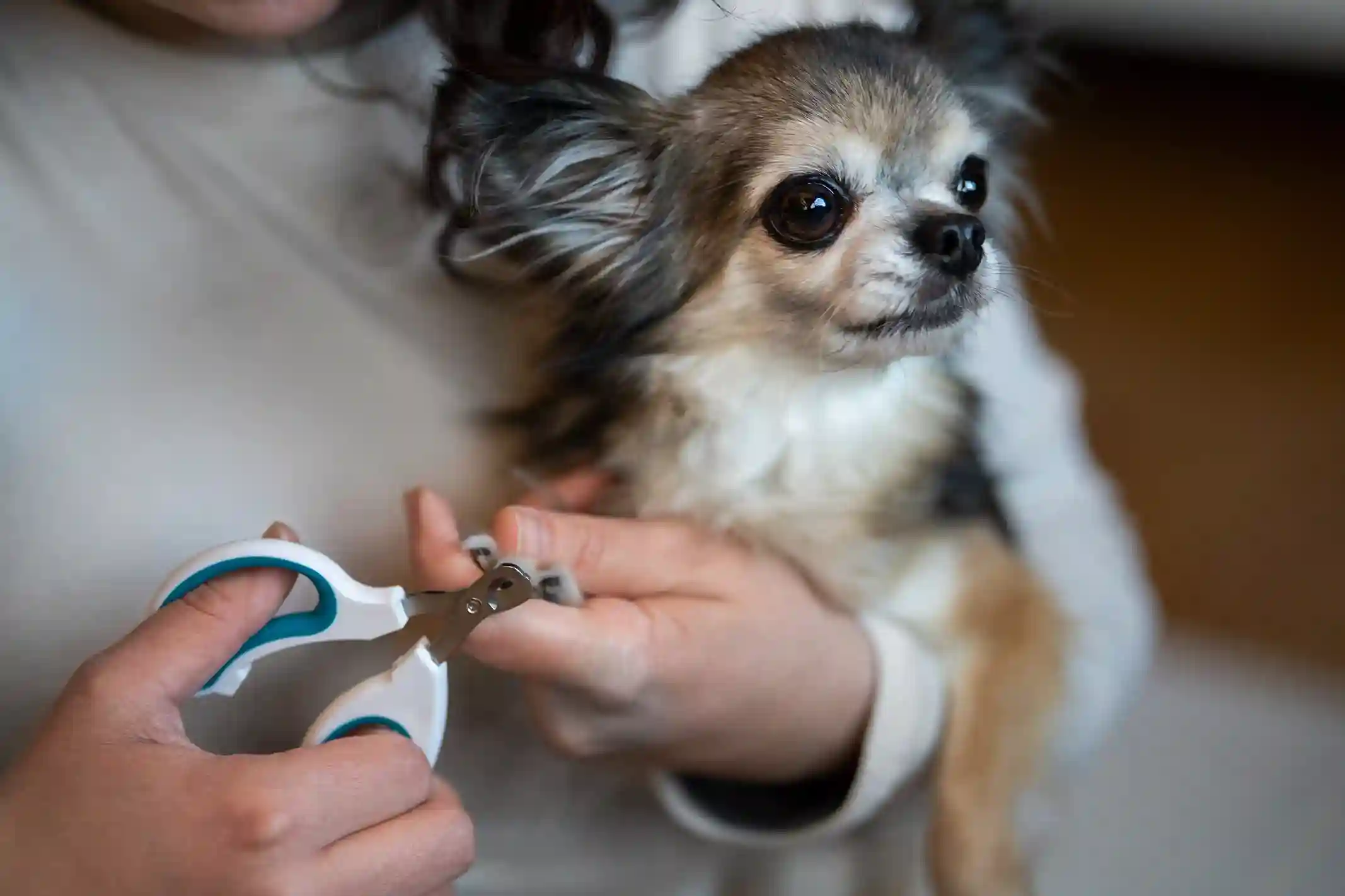 best online vet consultation india