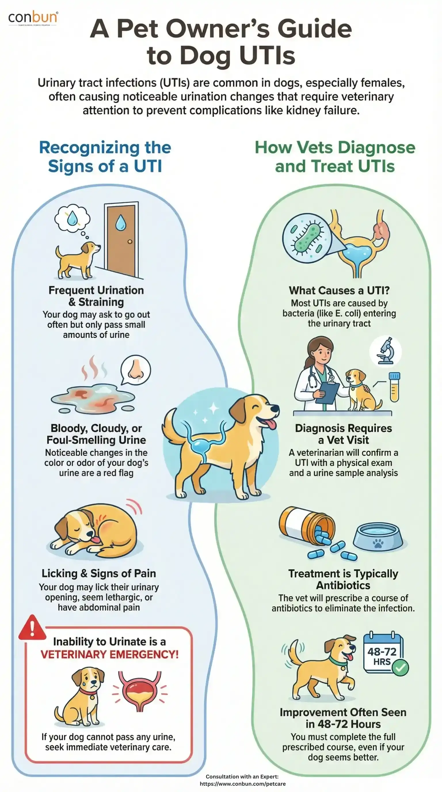 best online vet consultation india