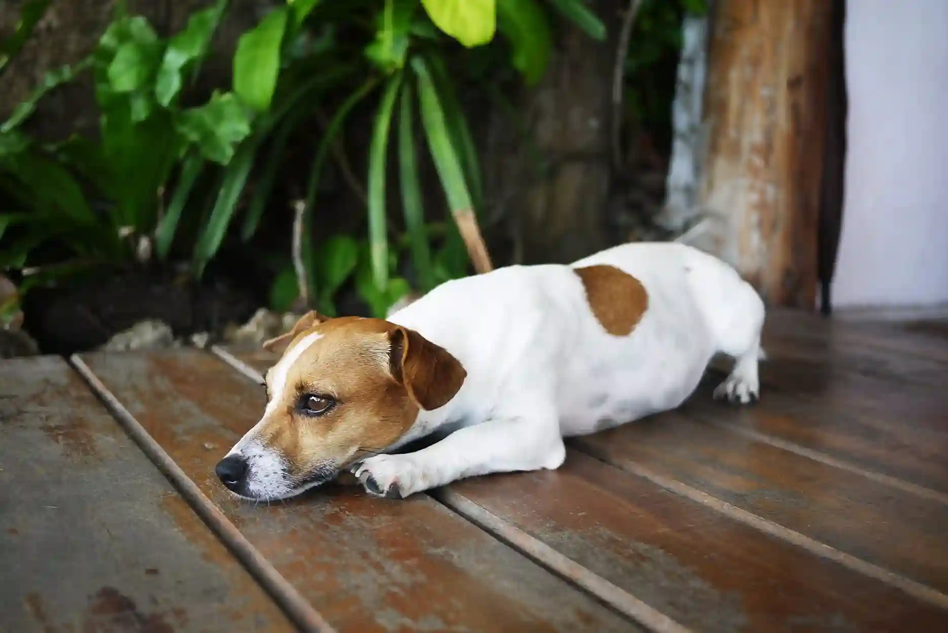 best online vet consultation india