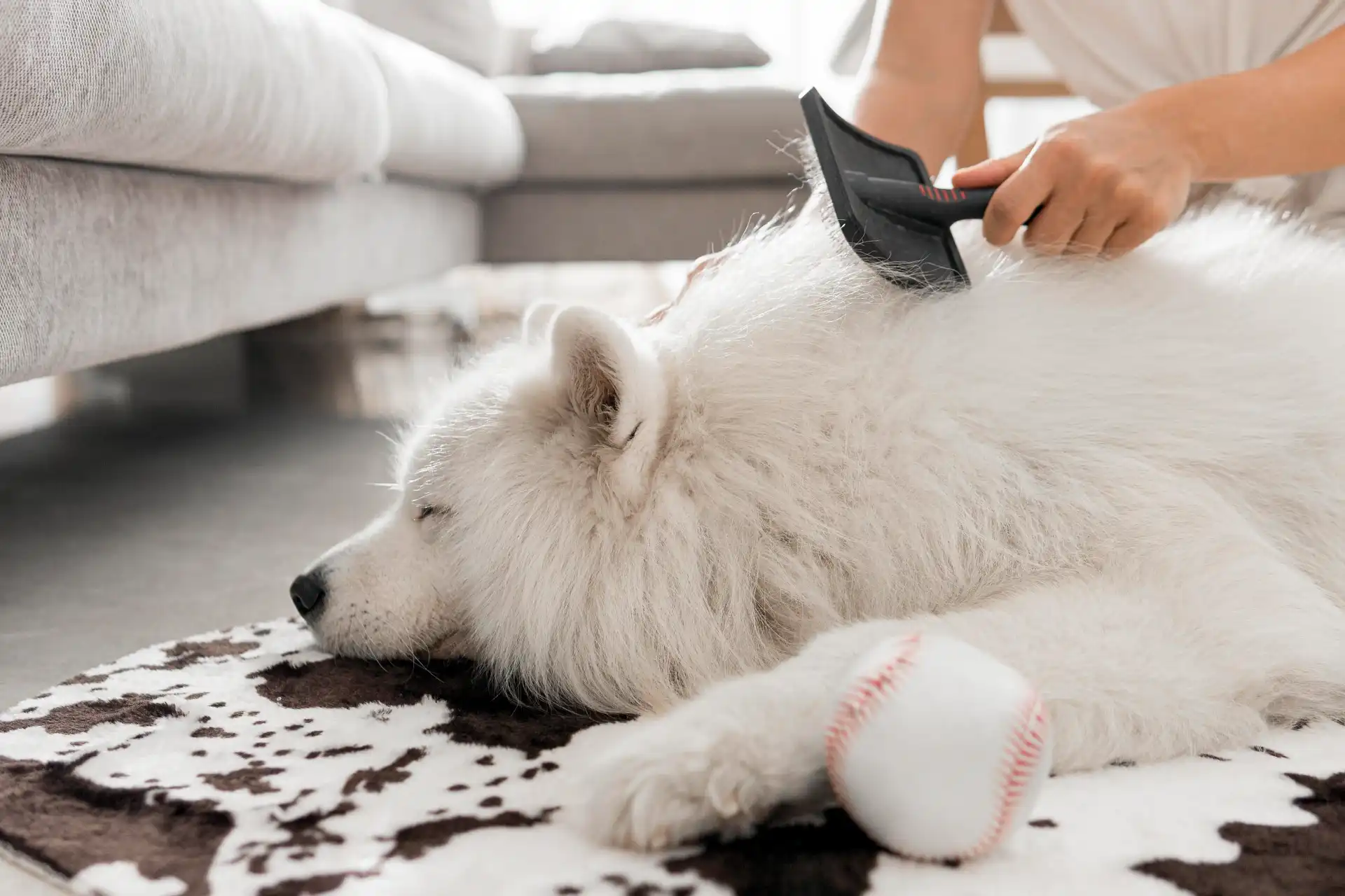 best online vet consultation india