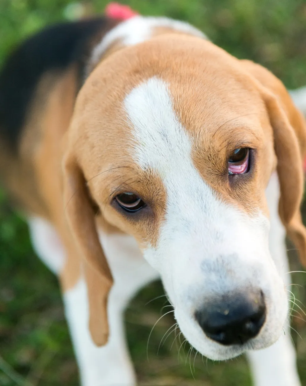 best online vet consultation india