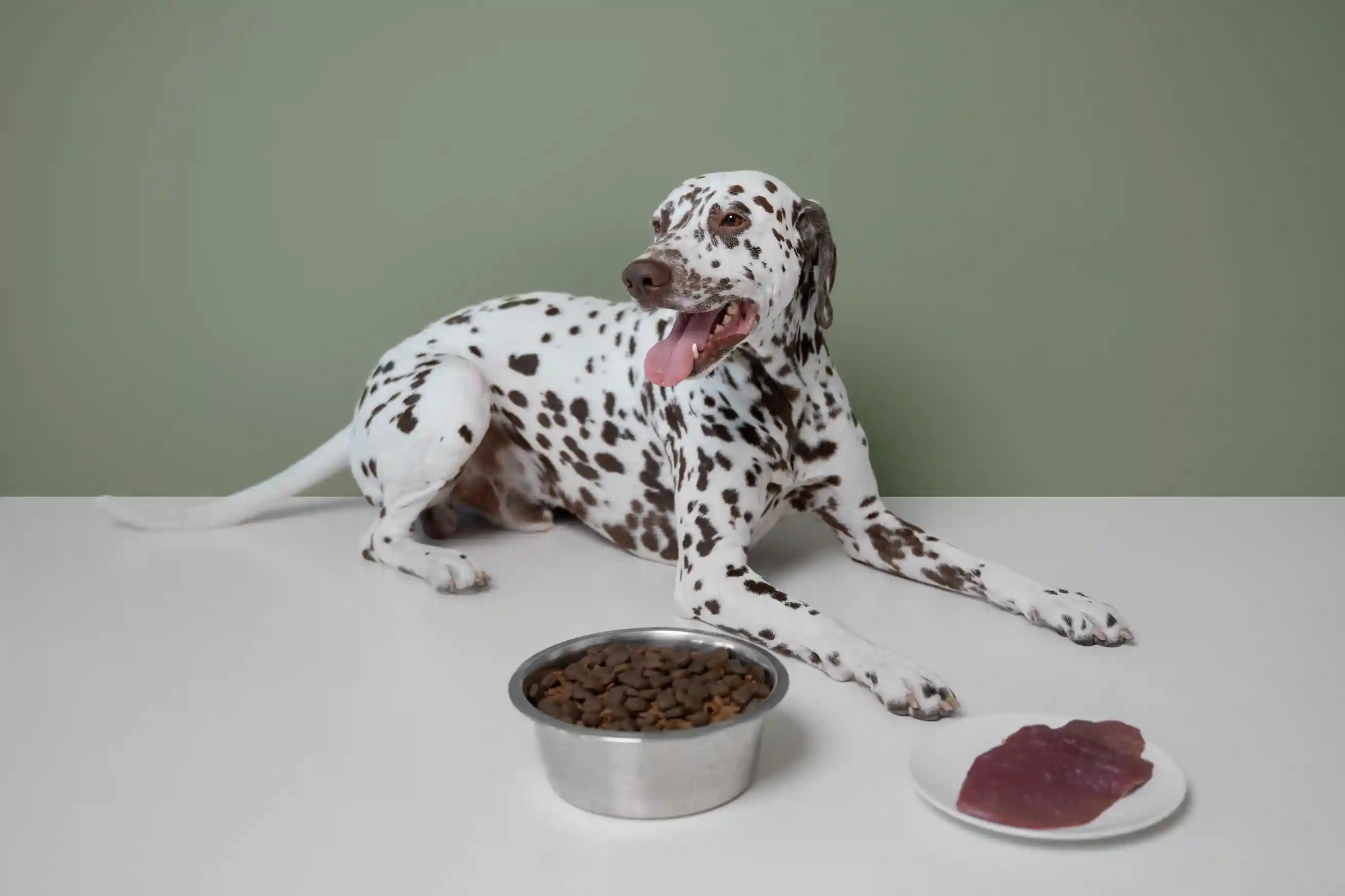 best online vet consultation india