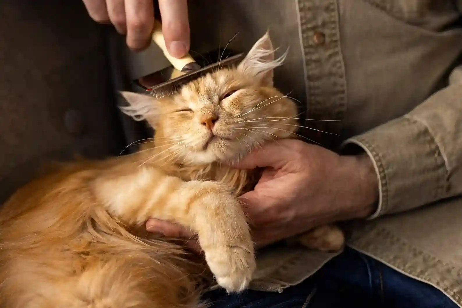 best online vet consultation india