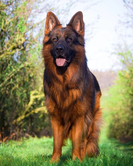 best online vet consultation india