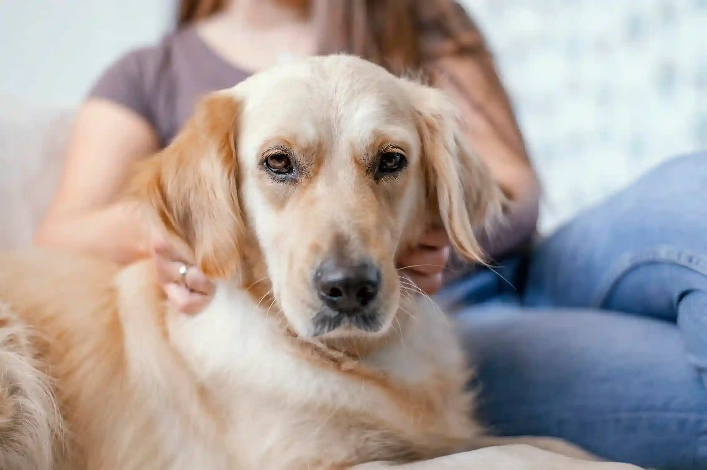 best online vet consultation india