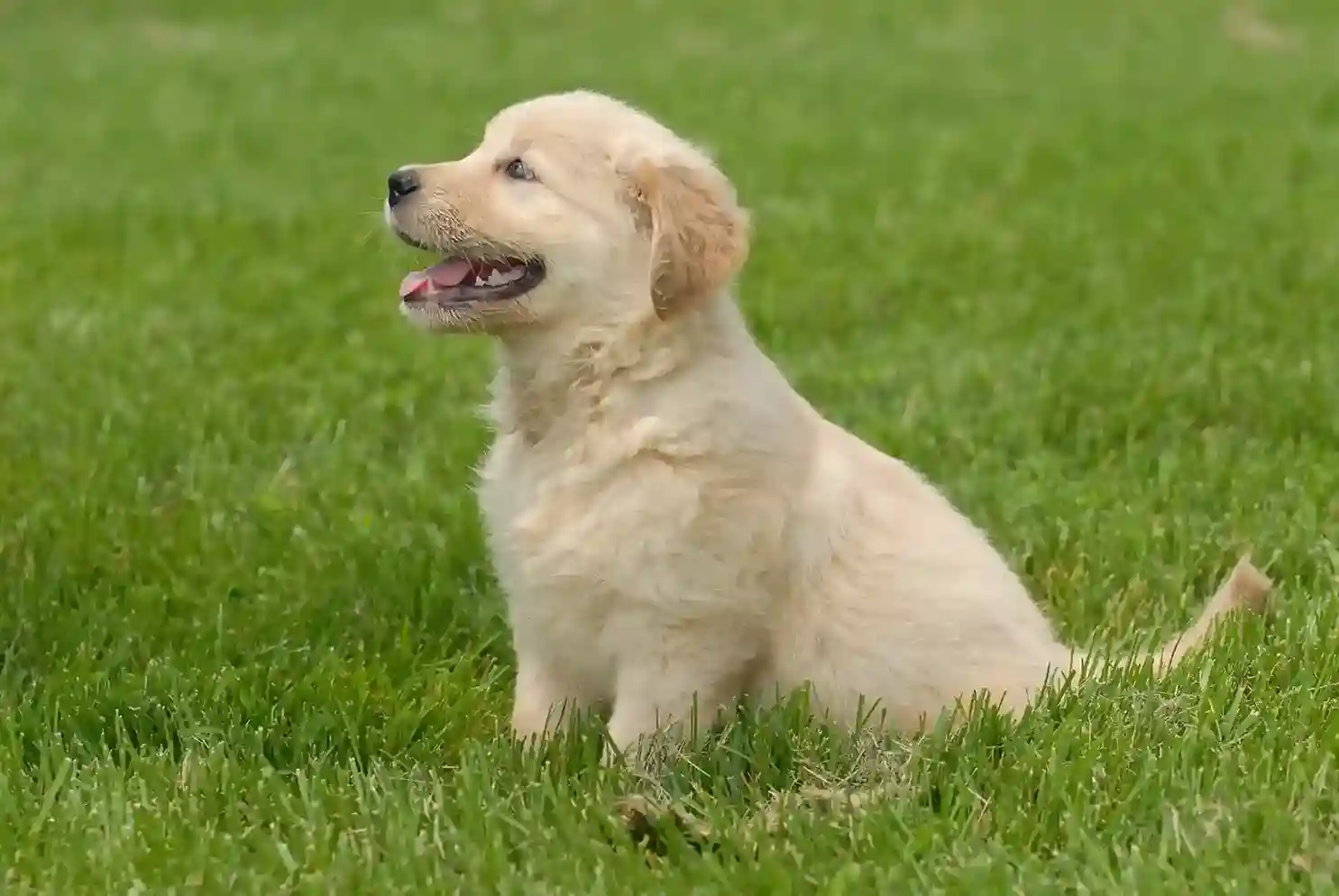 best online vet consultation india