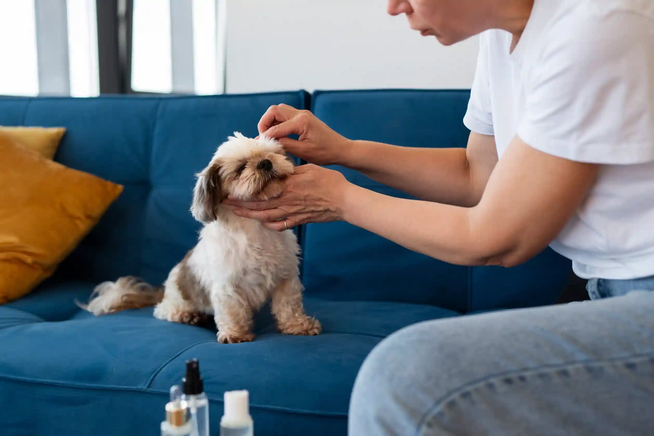 best online vet consultation india