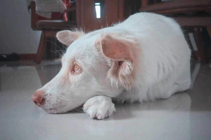 best online vet consultation india