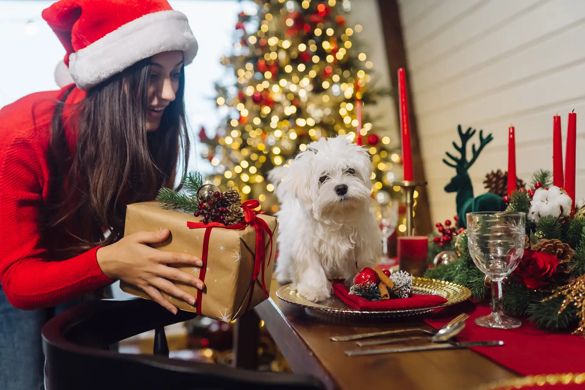 best online vet consultation india
