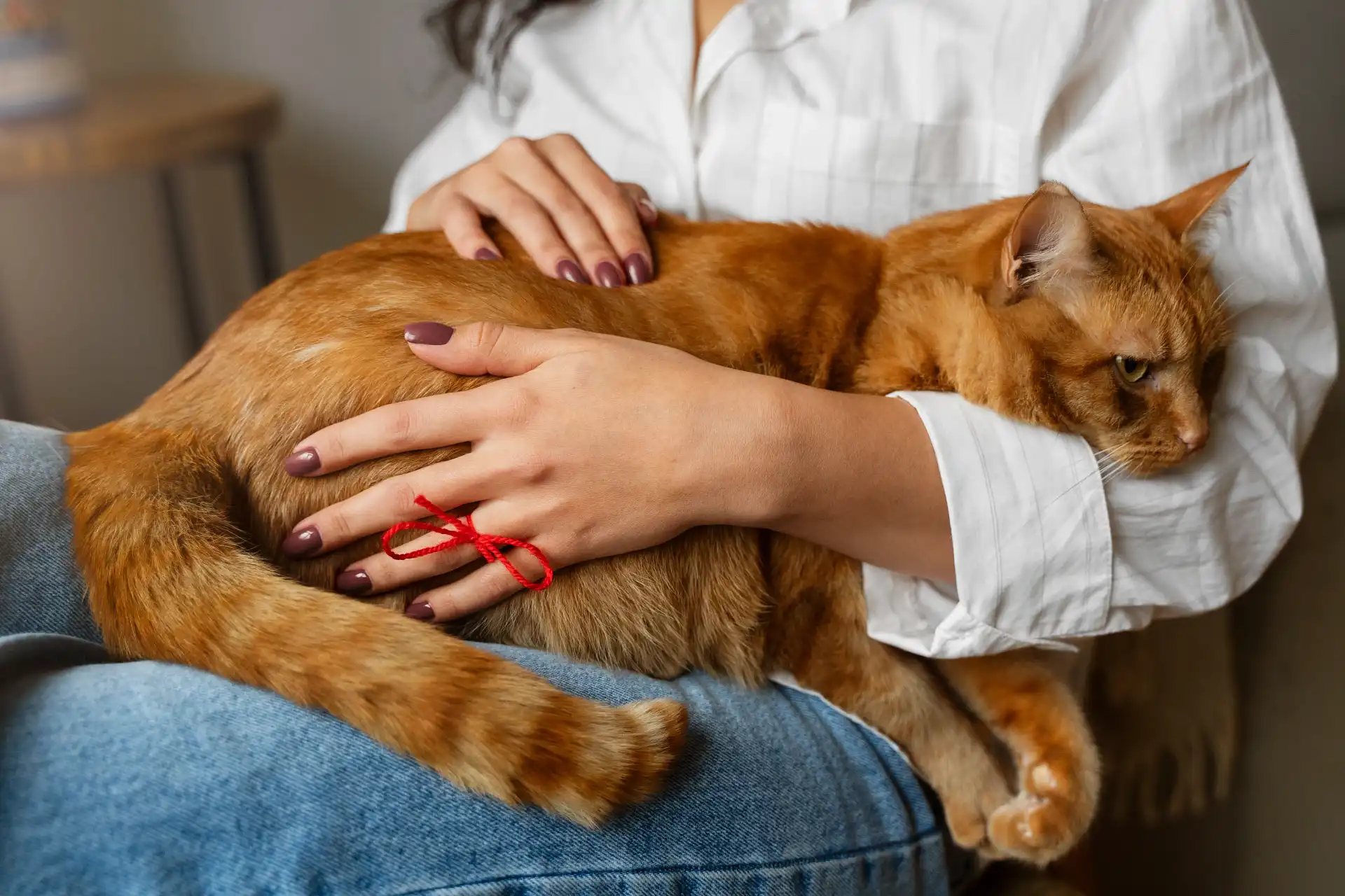best online vet consultation india