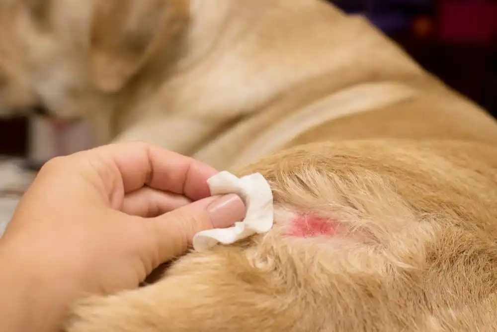 best online vet consultation india