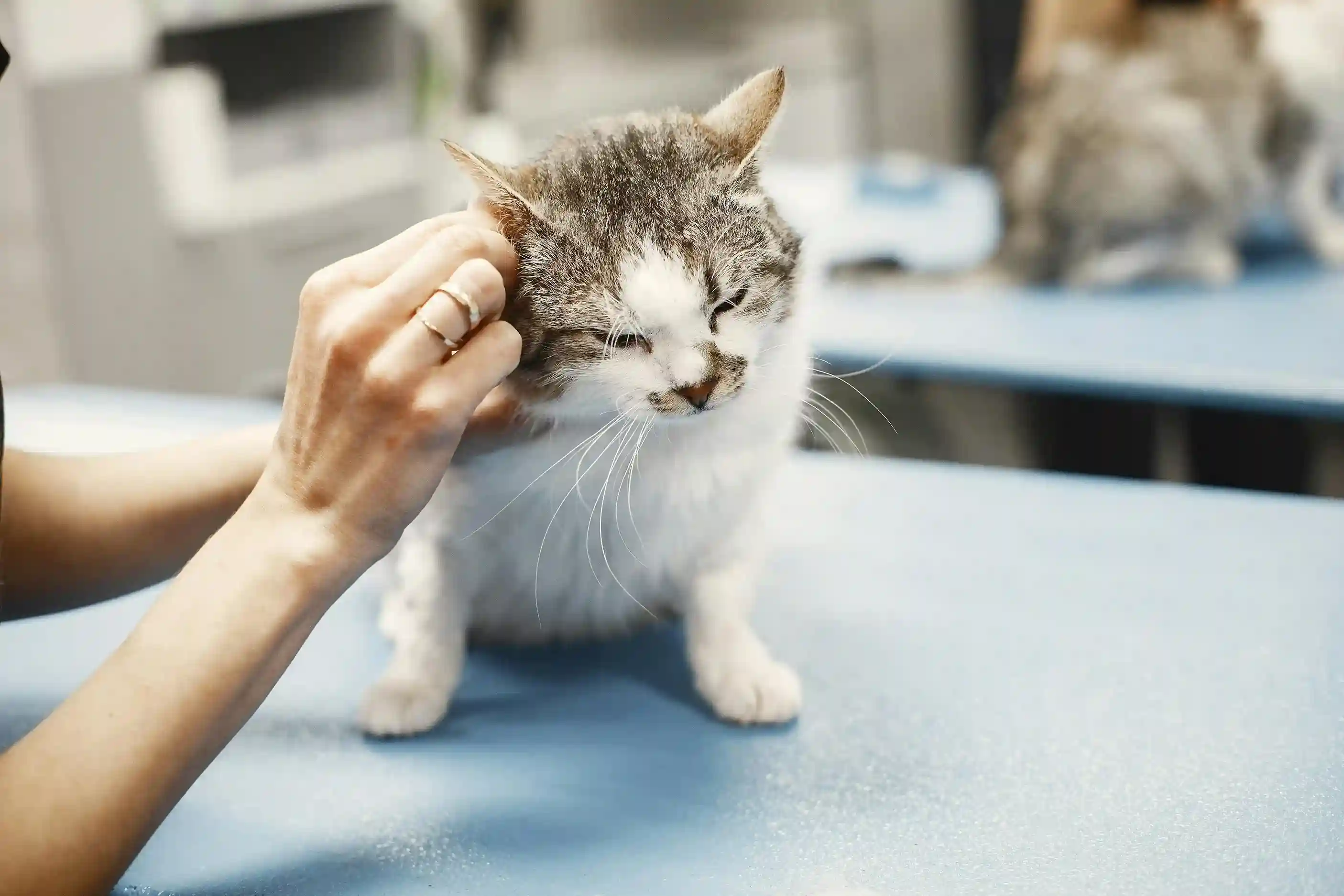 best online vet consultation india