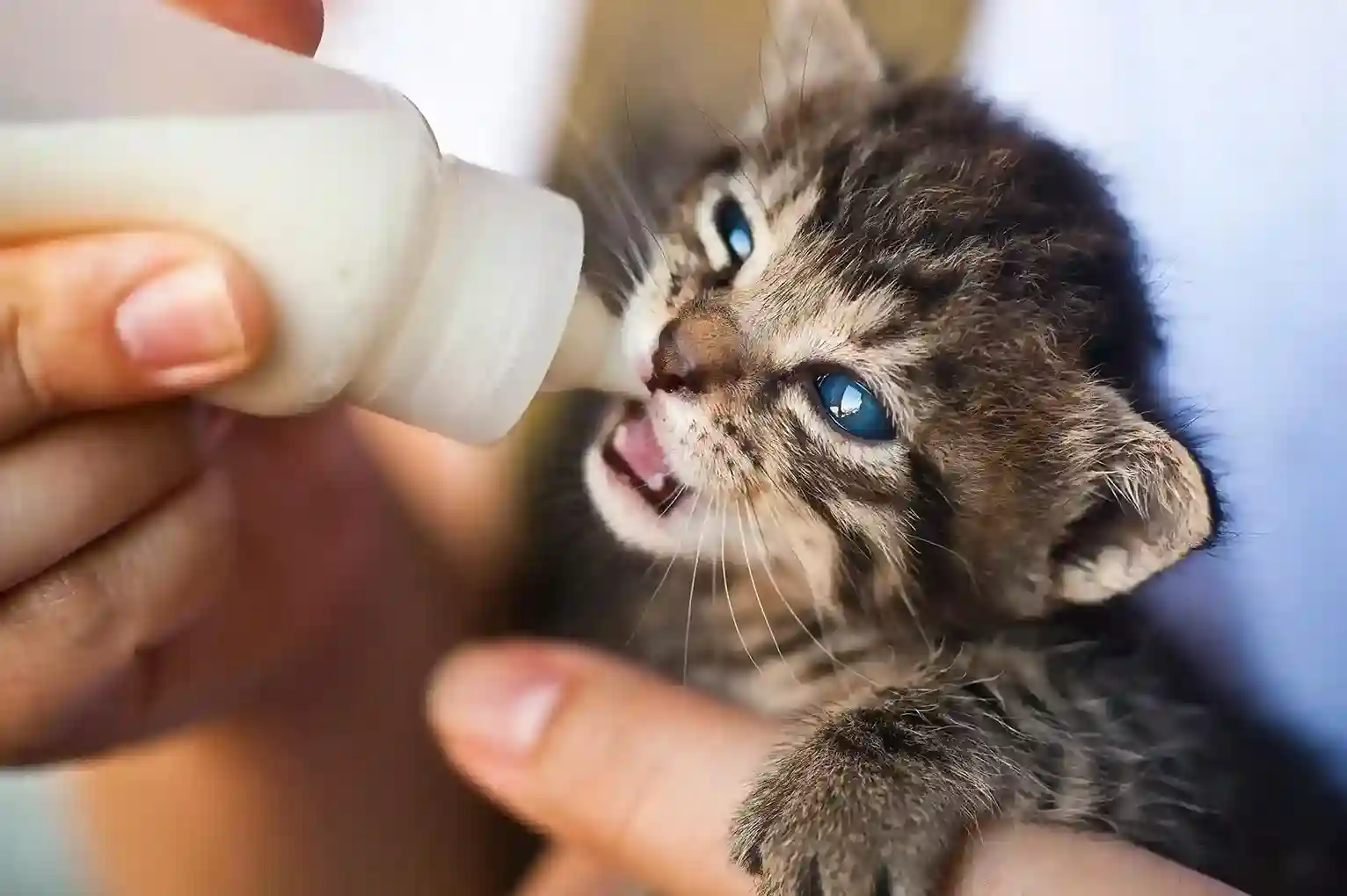 best online vet consultation india