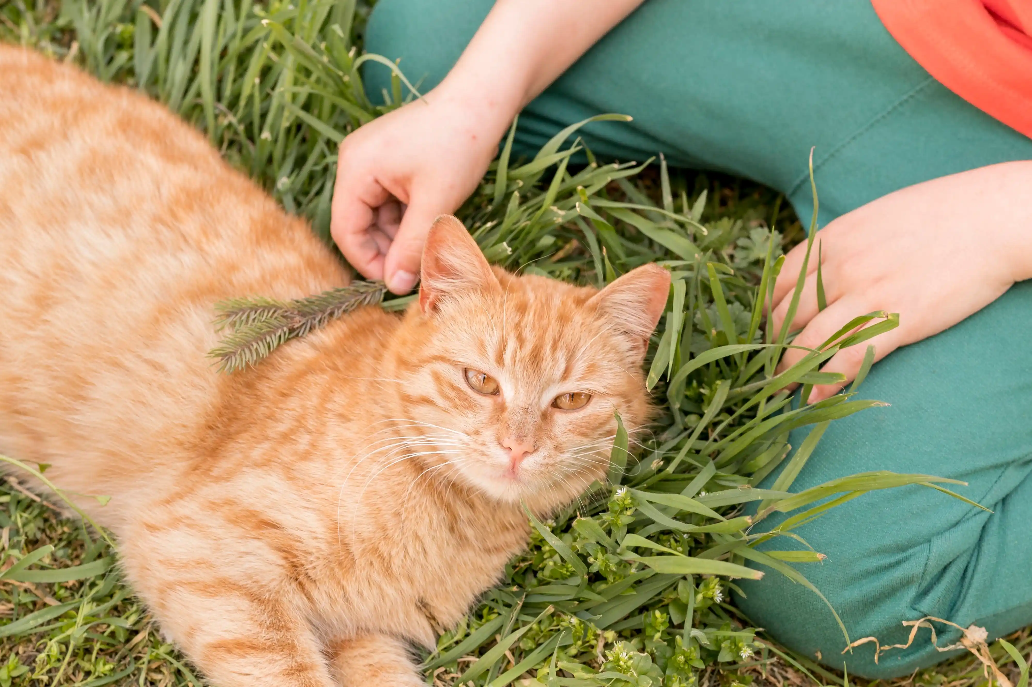 best online vet consultation india