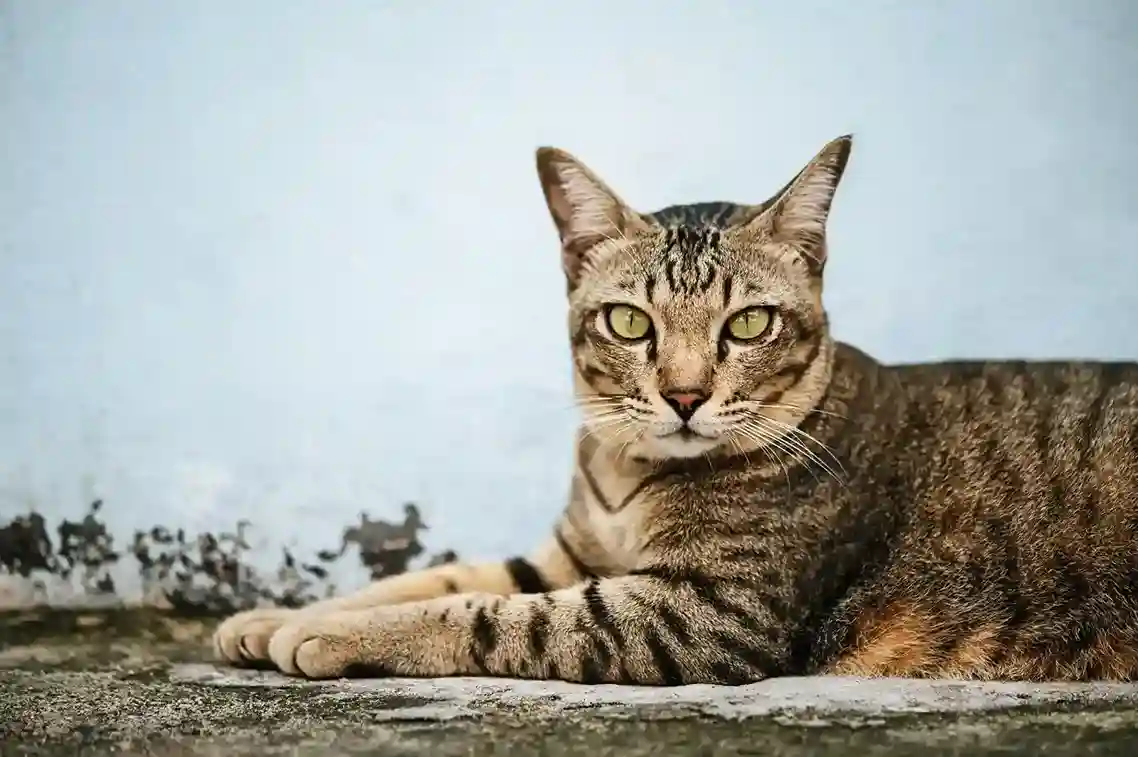 best online vet consultation india
