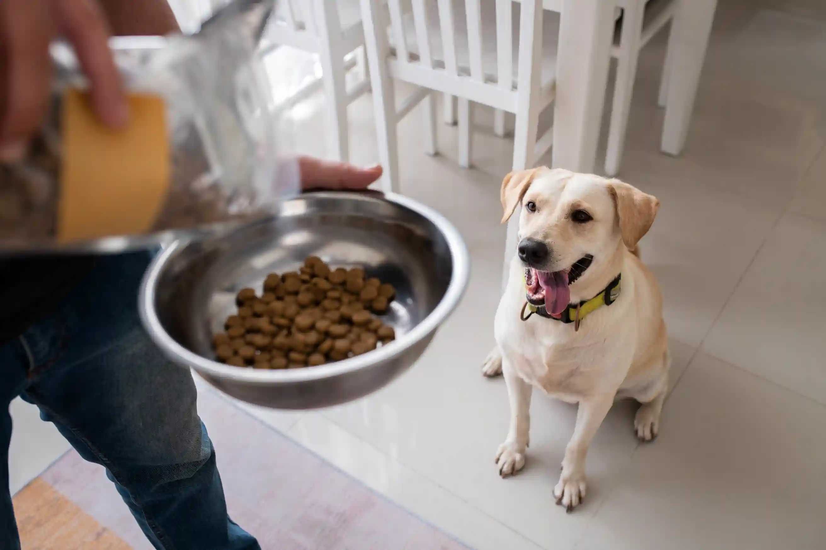 best online vet consultation india