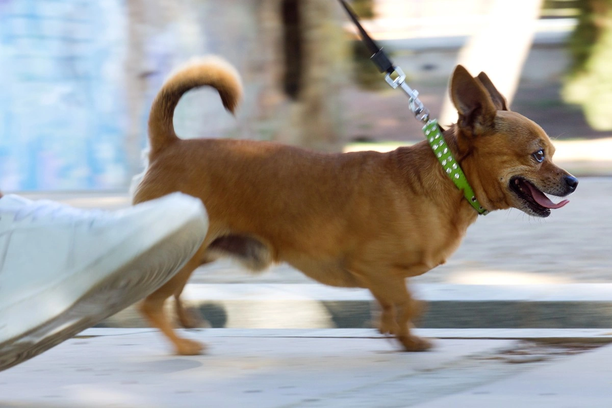 best online vet consultation india