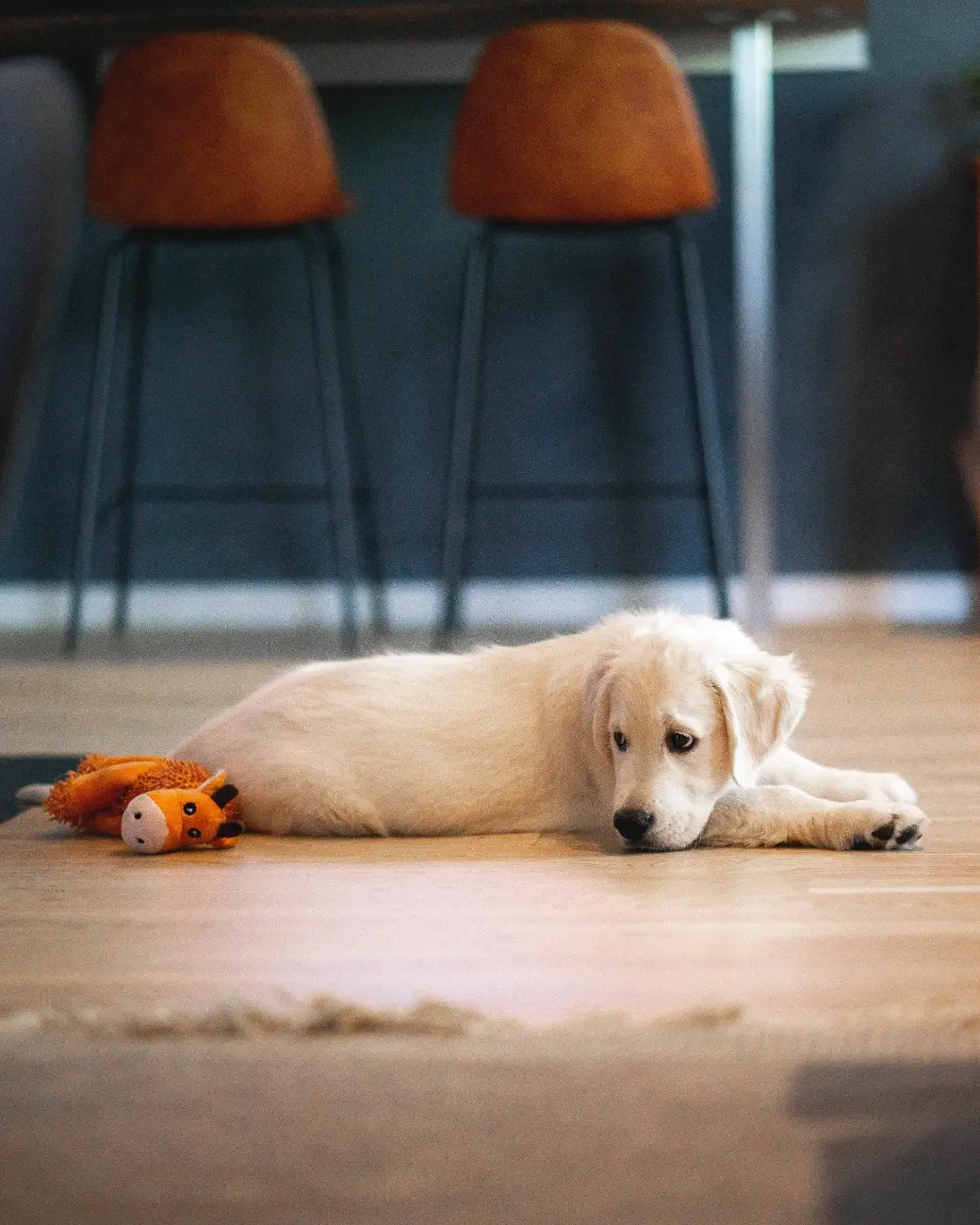 best online vet consultation india