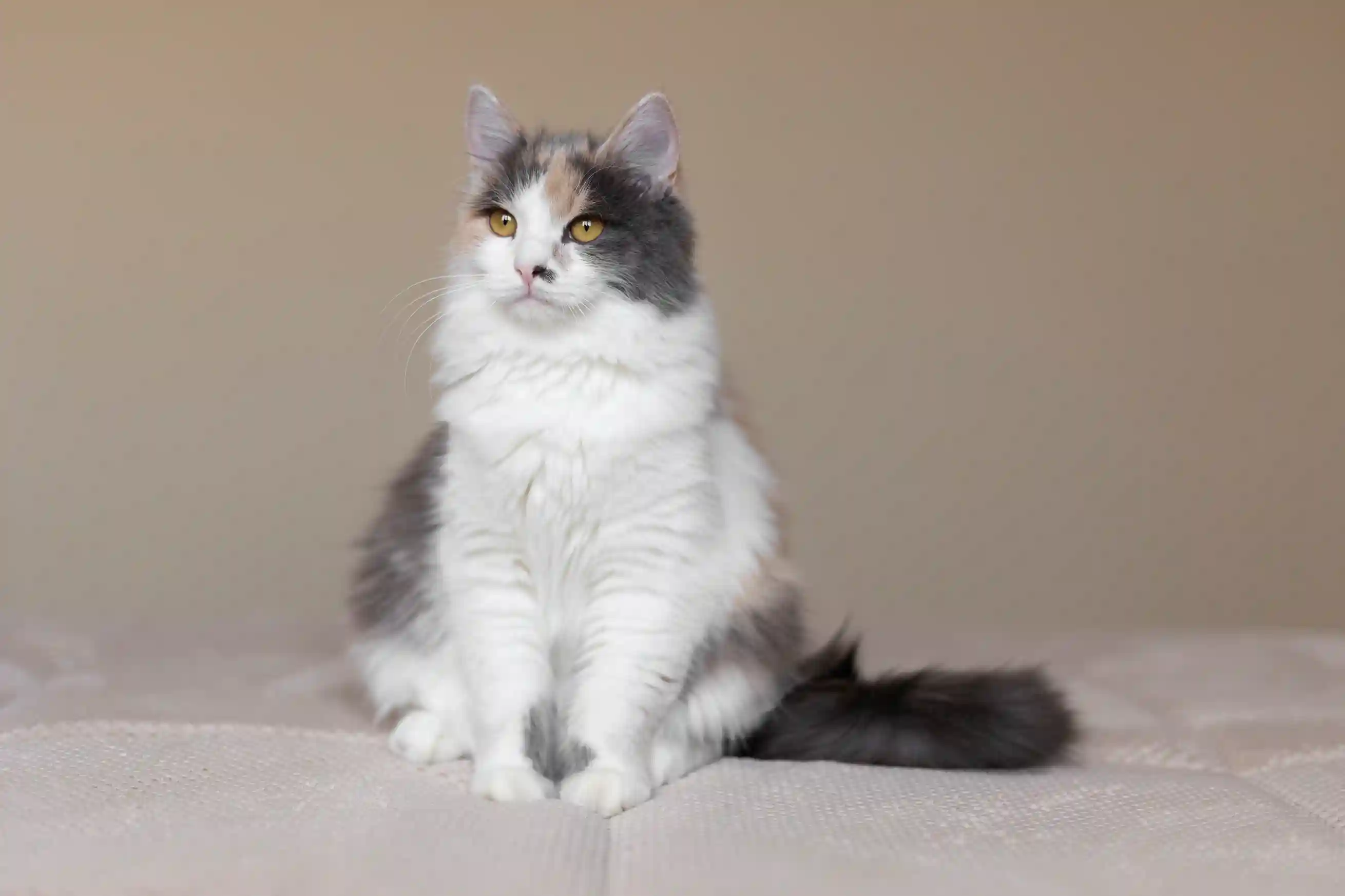 best online vet consultation india