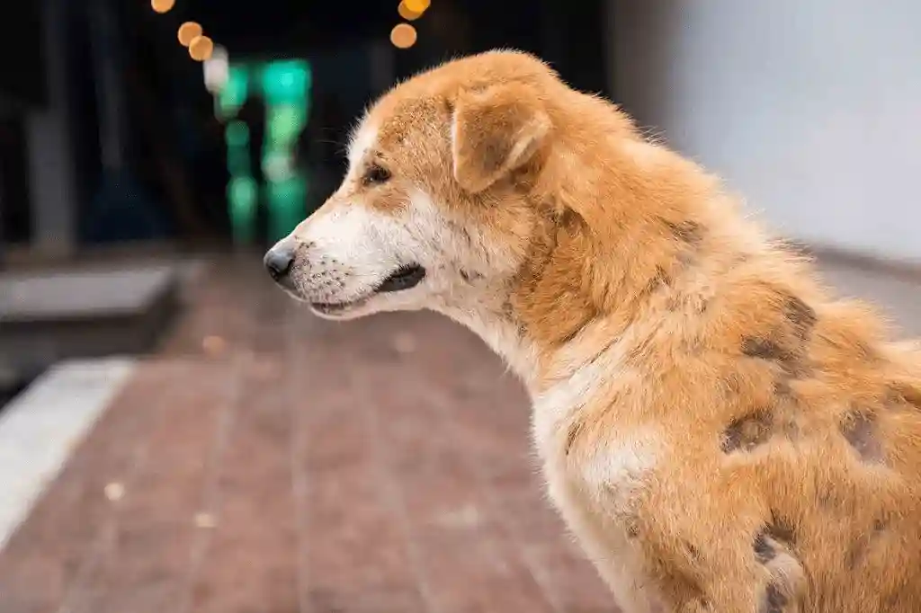 best online vet consultation india