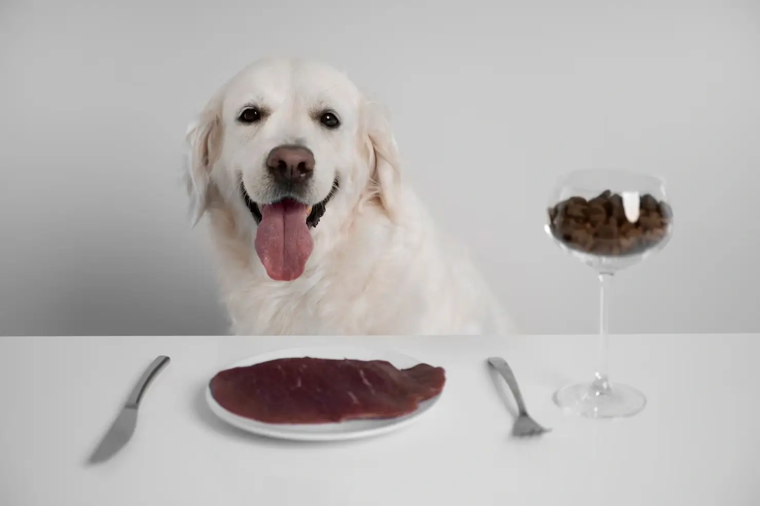 Stop ! 14 Common Pet Food Mistakes Hurting Your Pet's Health