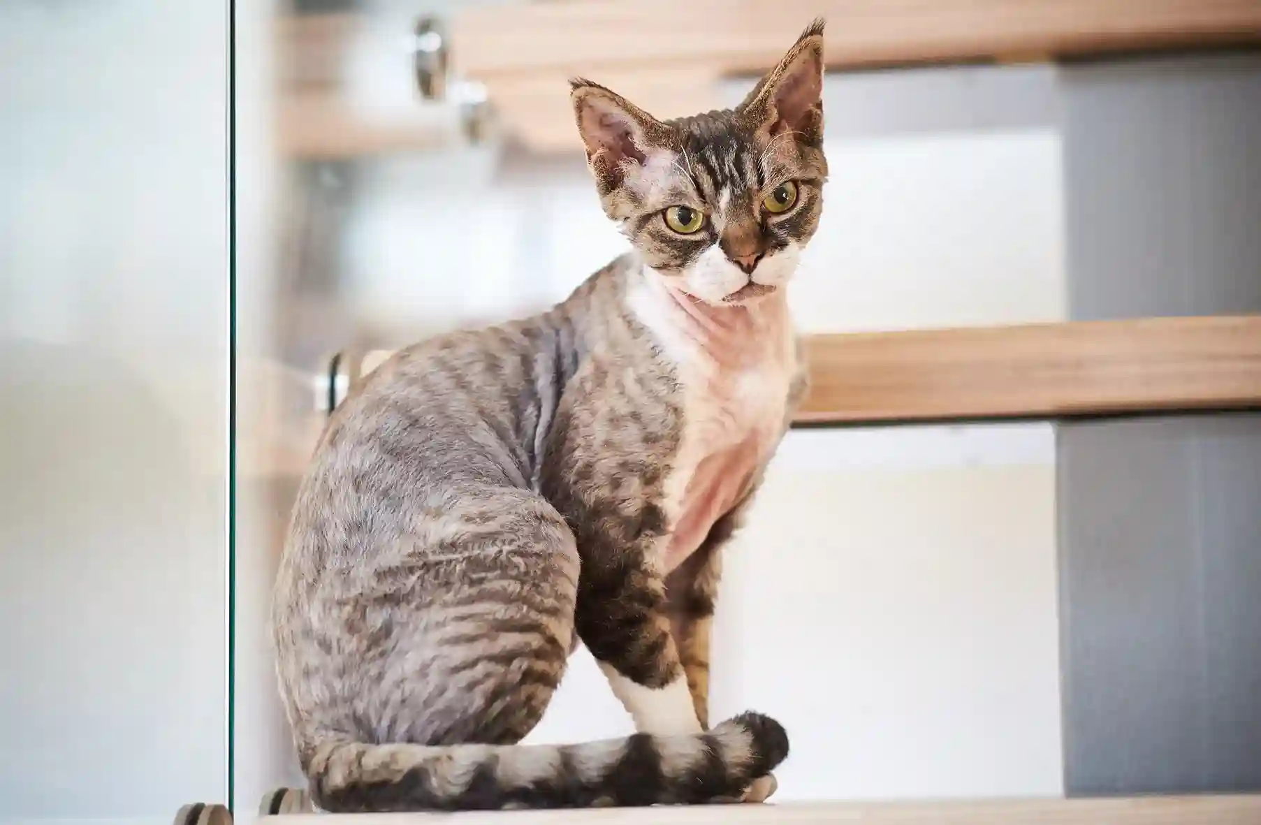best online vet consultation india